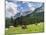 Grazing Cattle, Tyrol, Austria-Martin Zwick-Mounted Premium Photographic Print