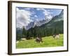 Grazing Cattle, Tyrol, Austria-Martin Zwick-Framed Photographic Print