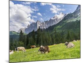 Grazing Cattle, Tyrol, Austria-Martin Zwick-Mounted Photographic Print