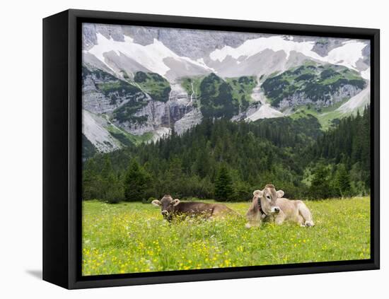 Grazing Cattle, Tyrol, Austria-Martin Zwick-Framed Stretched Canvas