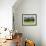 Grazing Cattle, Tyrol, Austria-Martin Zwick-Framed Premium Photographic Print displayed on a wall