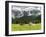 Grazing Cattle, Tyrol, Austria-Martin Zwick-Framed Premium Photographic Print