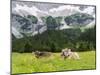 Grazing Cattle, Tyrol, Austria-Martin Zwick-Mounted Premium Photographic Print