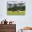 Grazing Cattle, Tyrol, Austria-Martin Zwick-Photographic Print displayed on a wall