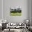 Grazing Cattle, Tyrol, Austria-Martin Zwick-Photographic Print displayed on a wall