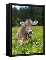 Grazing Cattle, Tyrol, Austria-Martin Zwick-Framed Stretched Canvas