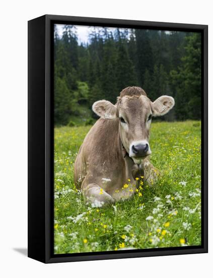 Grazing Cattle, Tyrol, Austria-Martin Zwick-Framed Stretched Canvas