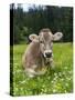 Grazing Cattle, Tyrol, Austria-Martin Zwick-Stretched Canvas