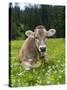 Grazing Cattle, Tyrol, Austria-Martin Zwick-Stretched Canvas