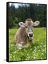 Grazing Cattle, Tyrol, Austria-Martin Zwick-Framed Stretched Canvas