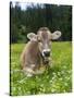 Grazing Cattle, Tyrol, Austria-Martin Zwick-Stretched Canvas
