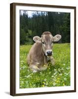 Grazing Cattle, Tyrol, Austria-Martin Zwick-Framed Premium Photographic Print