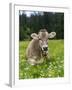 Grazing Cattle, Tyrol, Austria-Martin Zwick-Framed Premium Photographic Print