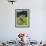 Grazing Cattle, Tyrol, Austria-Martin Zwick-Framed Premium Photographic Print displayed on a wall