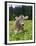 Grazing Cattle, Tyrol, Austria-Martin Zwick-Framed Premium Photographic Print