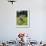 Grazing Cattle, Tyrol, Austria-Martin Zwick-Framed Premium Photographic Print displayed on a wall