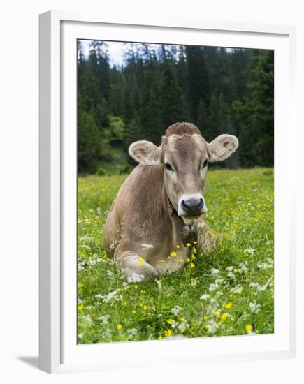 Grazing Cattle, Tyrol, Austria-Martin Zwick-Framed Premium Photographic Print