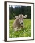 Grazing Cattle, Tyrol, Austria-Martin Zwick-Framed Premium Photographic Print