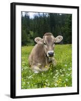 Grazing Cattle, Tyrol, Austria-Martin Zwick-Framed Premium Photographic Print