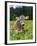 Grazing Cattle, Tyrol, Austria-Martin Zwick-Framed Premium Photographic Print