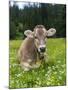 Grazing Cattle, Tyrol, Austria-Martin Zwick-Mounted Premium Photographic Print