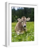 Grazing Cattle, Tyrol, Austria-Martin Zwick-Framed Photographic Print