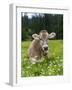 Grazing Cattle, Tyrol, Austria-Martin Zwick-Framed Photographic Print