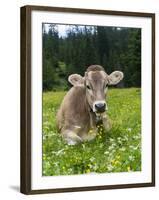 Grazing Cattle, Tyrol, Austria-Martin Zwick-Framed Photographic Print