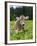 Grazing Cattle, Tyrol, Austria-Martin Zwick-Framed Photographic Print