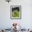 Grazing Cattle, Tyrol, Austria-Martin Zwick-Framed Photographic Print displayed on a wall