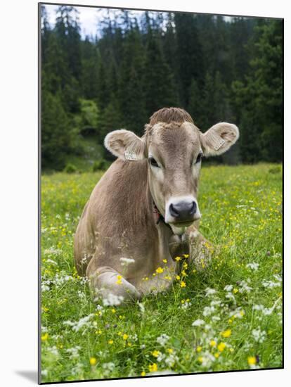 Grazing Cattle, Tyrol, Austria-Martin Zwick-Mounted Photographic Print