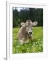 Grazing Cattle, Tyrol, Austria-Martin Zwick-Framed Photographic Print