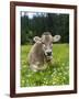 Grazing Cattle, Tyrol, Austria-Martin Zwick-Framed Photographic Print