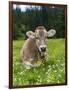 Grazing Cattle, Tyrol, Austria-Martin Zwick-Framed Photographic Print