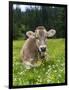 Grazing Cattle, Tyrol, Austria-Martin Zwick-Framed Photographic Print