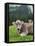 Grazing Cattle, Tyrol, Austria-Martin Zwick-Framed Stretched Canvas