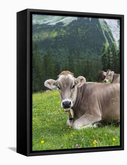 Grazing Cattle, Tyrol, Austria-Martin Zwick-Framed Stretched Canvas