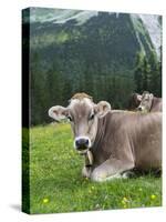 Grazing Cattle, Tyrol, Austria-Martin Zwick-Stretched Canvas