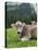 Grazing Cattle, Tyrol, Austria-Martin Zwick-Stretched Canvas