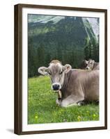 Grazing Cattle, Tyrol, Austria-Martin Zwick-Framed Premium Photographic Print