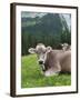 Grazing Cattle, Tyrol, Austria-Martin Zwick-Framed Premium Photographic Print