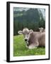 Grazing Cattle, Tyrol, Austria-Martin Zwick-Framed Premium Photographic Print