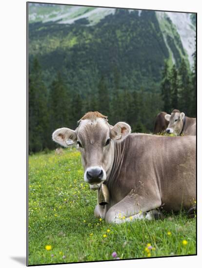 Grazing Cattle, Tyrol, Austria-Martin Zwick-Mounted Premium Photographic Print