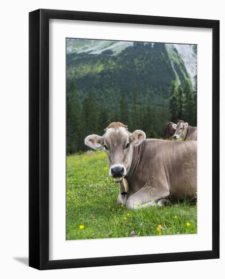 Grazing Cattle, Tyrol, Austria-Martin Zwick-Framed Photographic Print