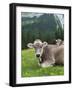 Grazing Cattle, Tyrol, Austria-Martin Zwick-Framed Photographic Print