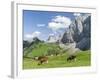 Grazing Cattle, Tyrol, Austria-Martin Zwick-Framed Photographic Print