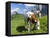 Grazing Cattle, Tyrol, Austria-Martin Zwick-Framed Stretched Canvas