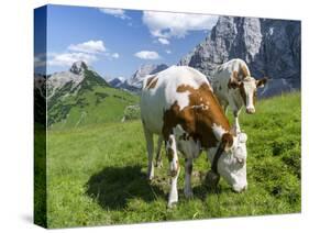 Grazing Cattle, Tyrol, Austria-Martin Zwick-Stretched Canvas