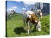 Grazing Cattle, Tyrol, Austria-Martin Zwick-Stretched Canvas