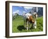 Grazing Cattle, Tyrol, Austria-Martin Zwick-Framed Premium Photographic Print